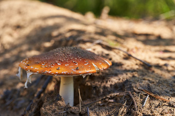 Young fly agaric in the forest on sandy soil