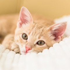 Obraz premium Young ginger kitten on white blanket, cute pet