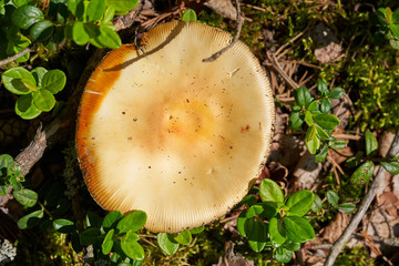 inedible mushrooms in the forest in nature