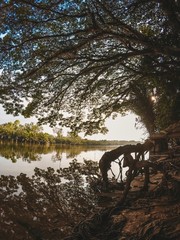 lake in forest