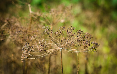 dill seeds in the garden