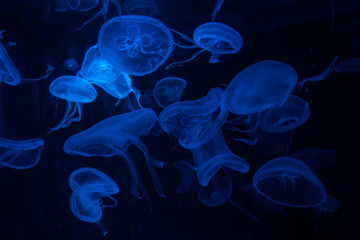 Jellyfish on a black background