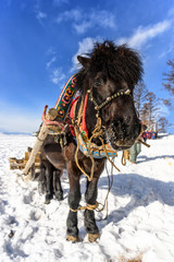 Horse stays in a yoke the bridle and the arc near the tree