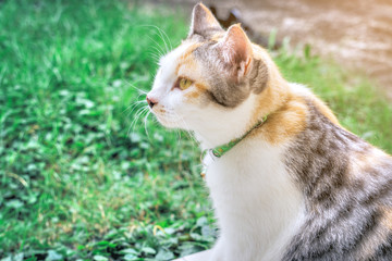 Portrait of cute calico parti-colour thai cat with yellow eyes looking at the camera with suspicion. Green grass background. Surprised tortoiseshell and white cat.