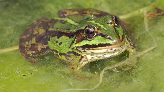 Wild Green Frog In Pond Close Up