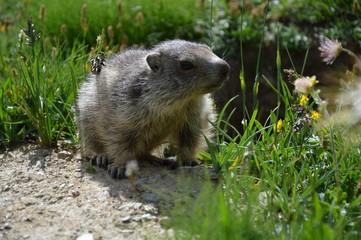 Marmotte