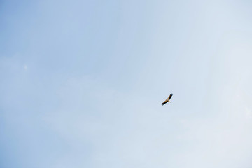 Seagull flying in the blue sky