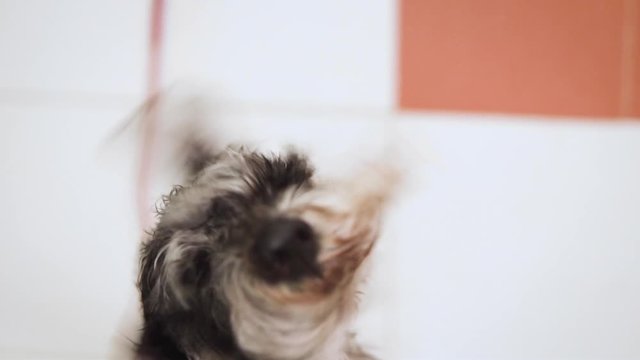 Funny schnauzer dog splashing in slow motion after having a bath in dog grooming salon .