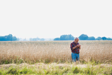 Naklejka na ściany i meble Senior farmer checking wheat crop to harvest in field