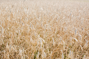 Photo of wheat crops growing in field