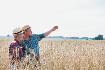 Naklejka na ściany i meble Mature farmer showing wheat crops growing to senior farmer in field