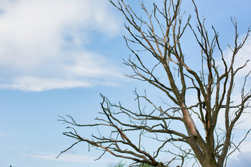 Photo of dry tree in field