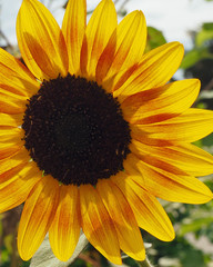 Bright Sunny Sunflower - 2