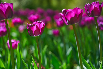 Close up shot of fresh blooming purple tulip flowers illuminated by sunshine in the city park. Tulip festival in Saint-Petersburg, Russia. Nature beauty concept. 