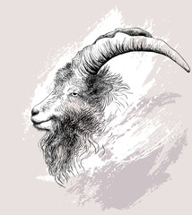 Mountain goat. Vector illustration 