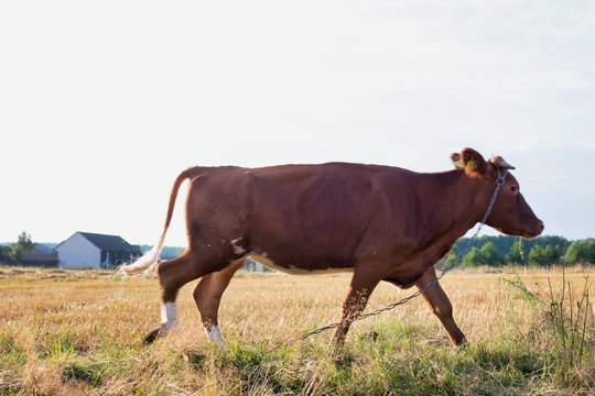 Photo of brown cow walking in fields