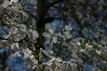Blooming magnolia in the park in May