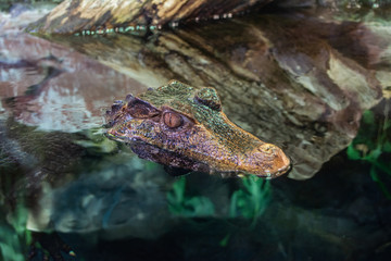 crocodile waiting for a prey