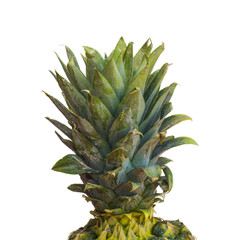 Pineapple top isolated