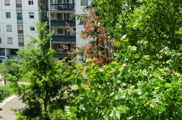 Fototapeta na wymiar Block of a residential buildings with lush park trees in summer