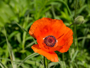 Red poppy and grass