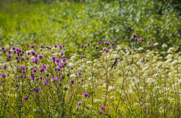 Wild purple flowers in the grass