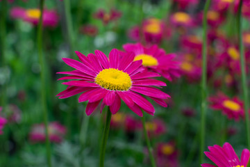 Fototapeta premium Beautiful Red Argyranthemum, Marguerite, Marguerite daisy or Dill daisy
