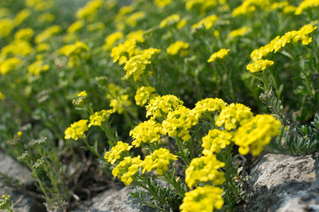 Alyssum repens, yellow alyssum, golden alyssum flowers