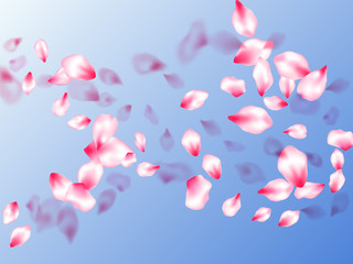 Fototapeta premium Pink cherry blossom petals isolated