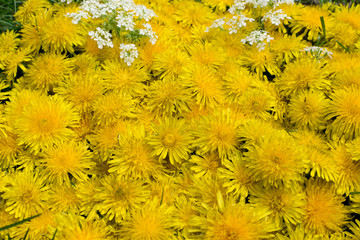 Dandelion flower natural yellow pattern or texture close up
