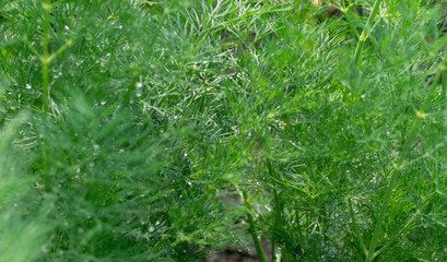 Fresh lush dill background with dew drops on herbal farm
