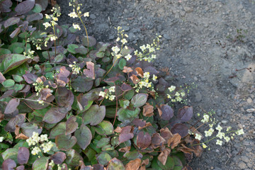 Small flowers of epimedium sagittatum, barrenwort or bishop's hat