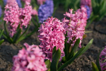 Fototapeta premium Blue hyacinth flower, hyacinthus or hyacinths flower