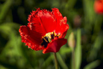 Close up shot of single pretty scarlet tulip flower head on fresh spring or summer morning background. Tulip festival in Saint-Petersburg, Russia. Concept of nature and beauty.