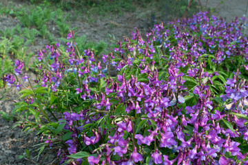 Naklejka premium Lathyrus vernus, spring vetchling, spring pea or spring vetch