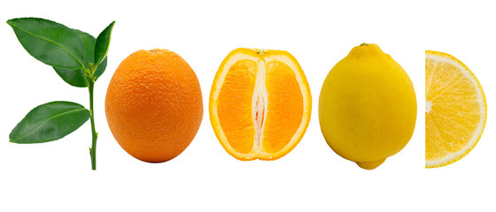 set of citrus fruits isolated on white background