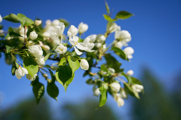 Close up shot of blooming apple tree brunch over blue sky on wonderful spring day. Apple tree gentle flowers illuminated by spring sunshine. Nature beauty concept. 