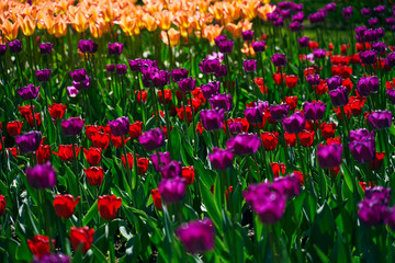 Tulip festival illuminated by sunshine in park 