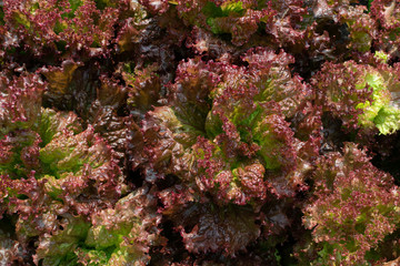 Fresh lush red lettuce leaves background with dew drops