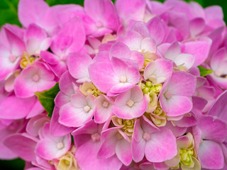 Naklejka na ściany i meble Macro image, Close up pink Hydrangea flower.