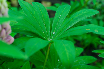 Lupinus or lupine leaf close up with blurred background