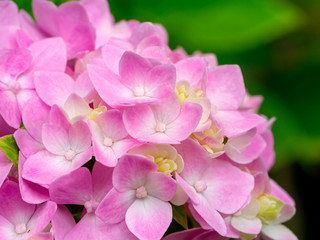 Macro image, Close up pink Hydrangea flower.
