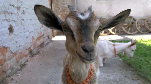 Cute Young Brown Goat Happily Chewing While Staring Into Camera, Close Up