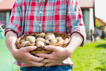 Mature farmer carrying newly harvest potato in field