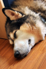 A large beautiful dog lies on the floor. Husky dog