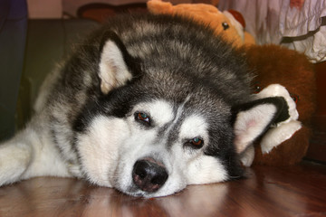 A large beautiful dog lies on the floor. Husky dog