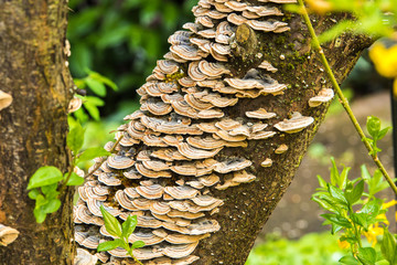 Tinder fungus on tree trunk. Botanical Garden, Frankfurt, Germany, Europe - obrazy, fototapety, plakaty