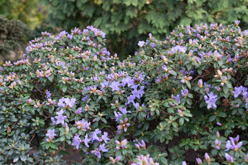 Obraz premium Rhododendron flowers in spring garden close up