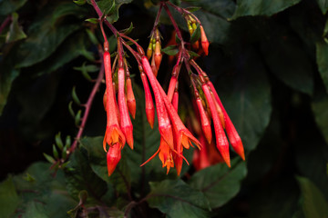 Fuchsienblüten 