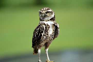 Burrowing Owl
